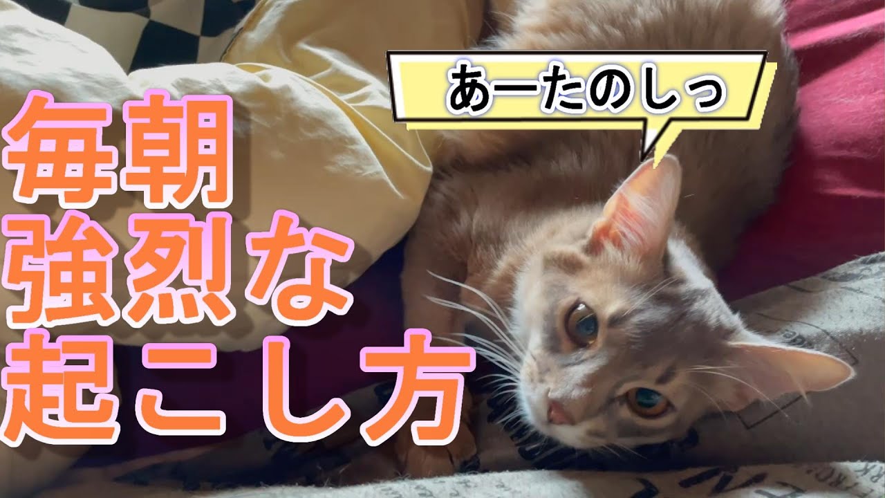 ここ最近のはまっている遊び方×２【ソマリ】【猫】