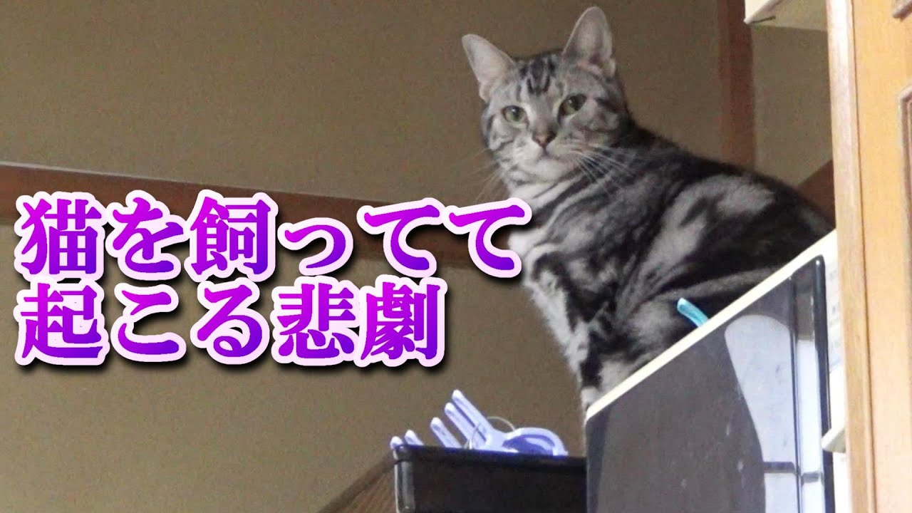 猫を飼ってて起こるアクシデント（アメリカンショートヘア）