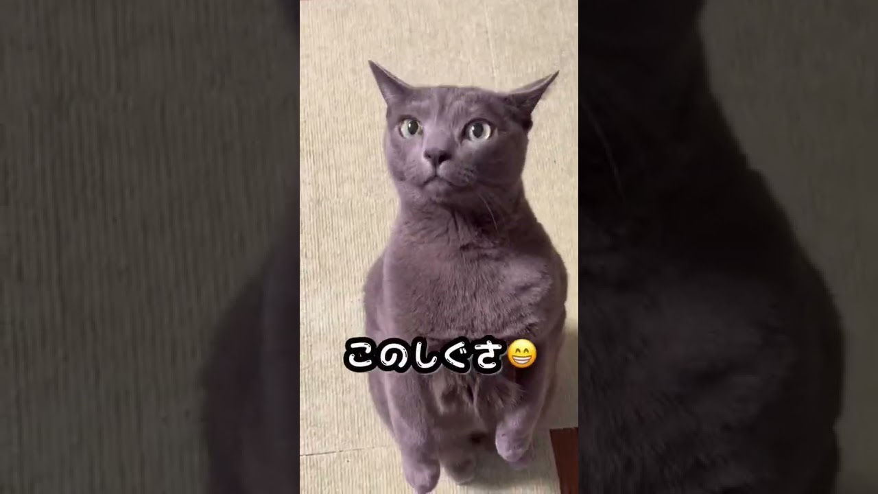 【ロシアンブルー】めろん、もうワンちゃんです😅【猫】#shorts