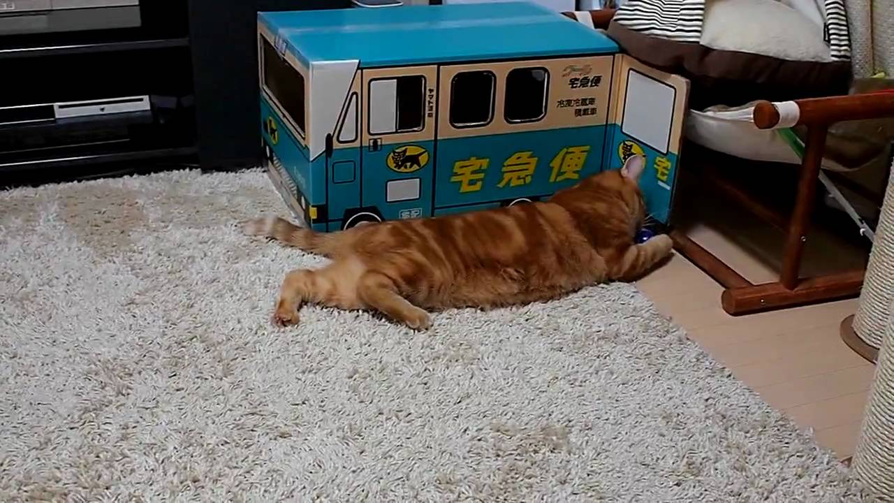 アメショー、チャコ遊びもだえる！