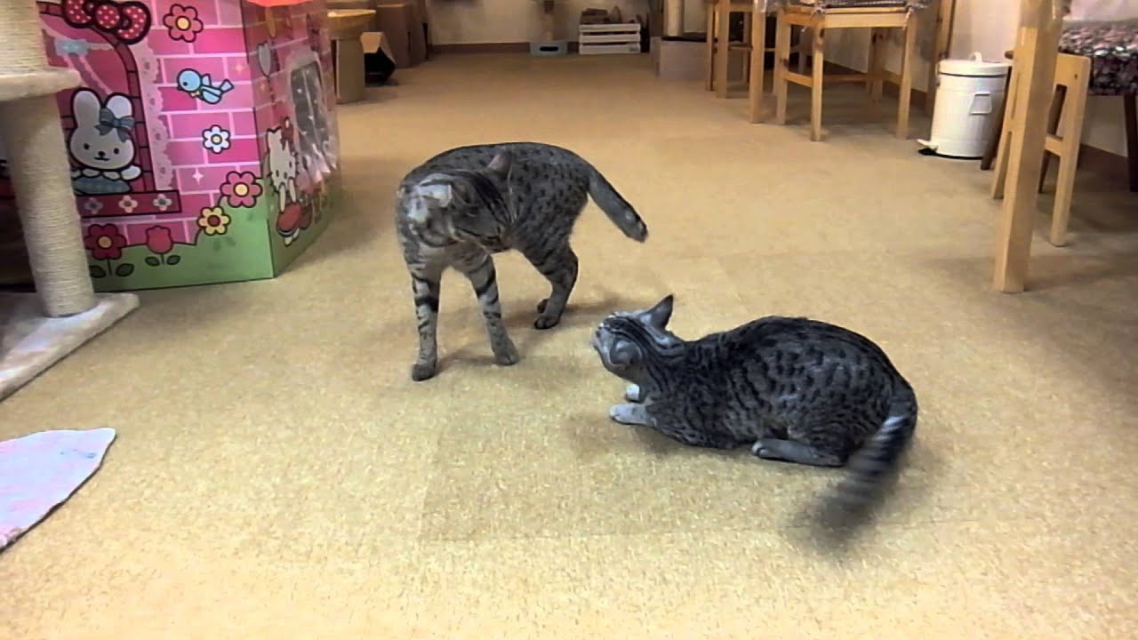 オシキャット兄妹のケンカ!!　～あいきゃっと福島店～