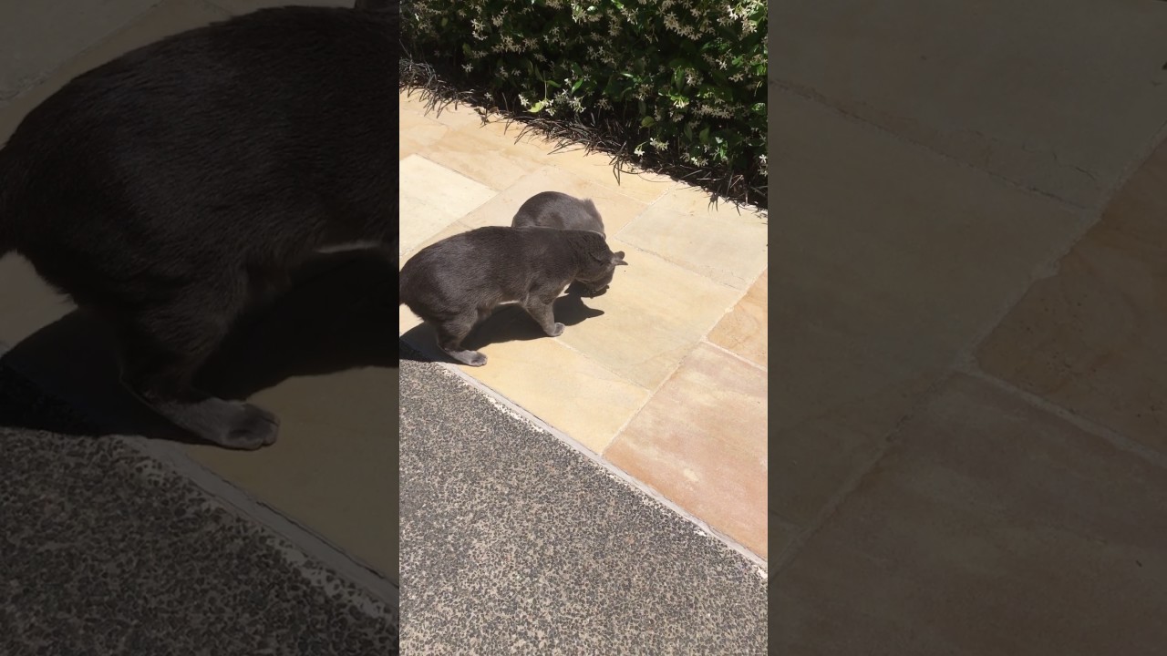 Ava the Korat cat - butterfly