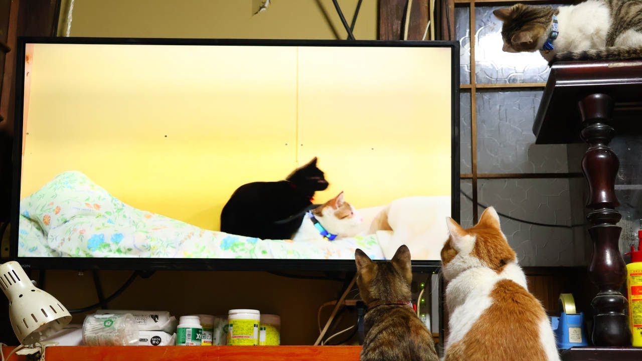 テレビに映る自分をみるちろと子猫たち　221217