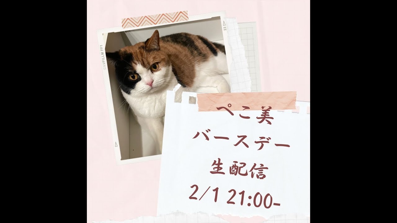 【親子猫】【スコティッシュフォールド】
