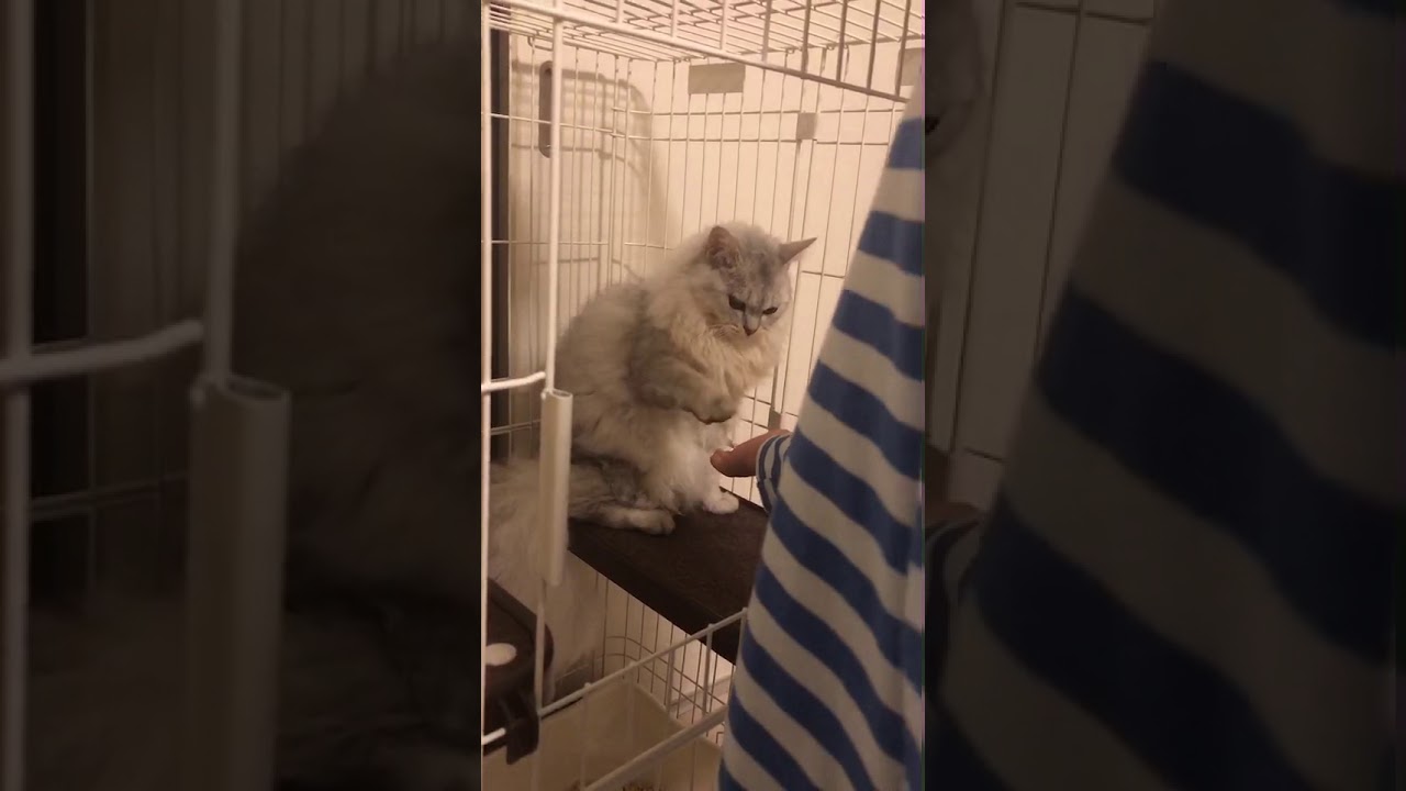 子猫のメイちゃん　お手　セルカークレックス