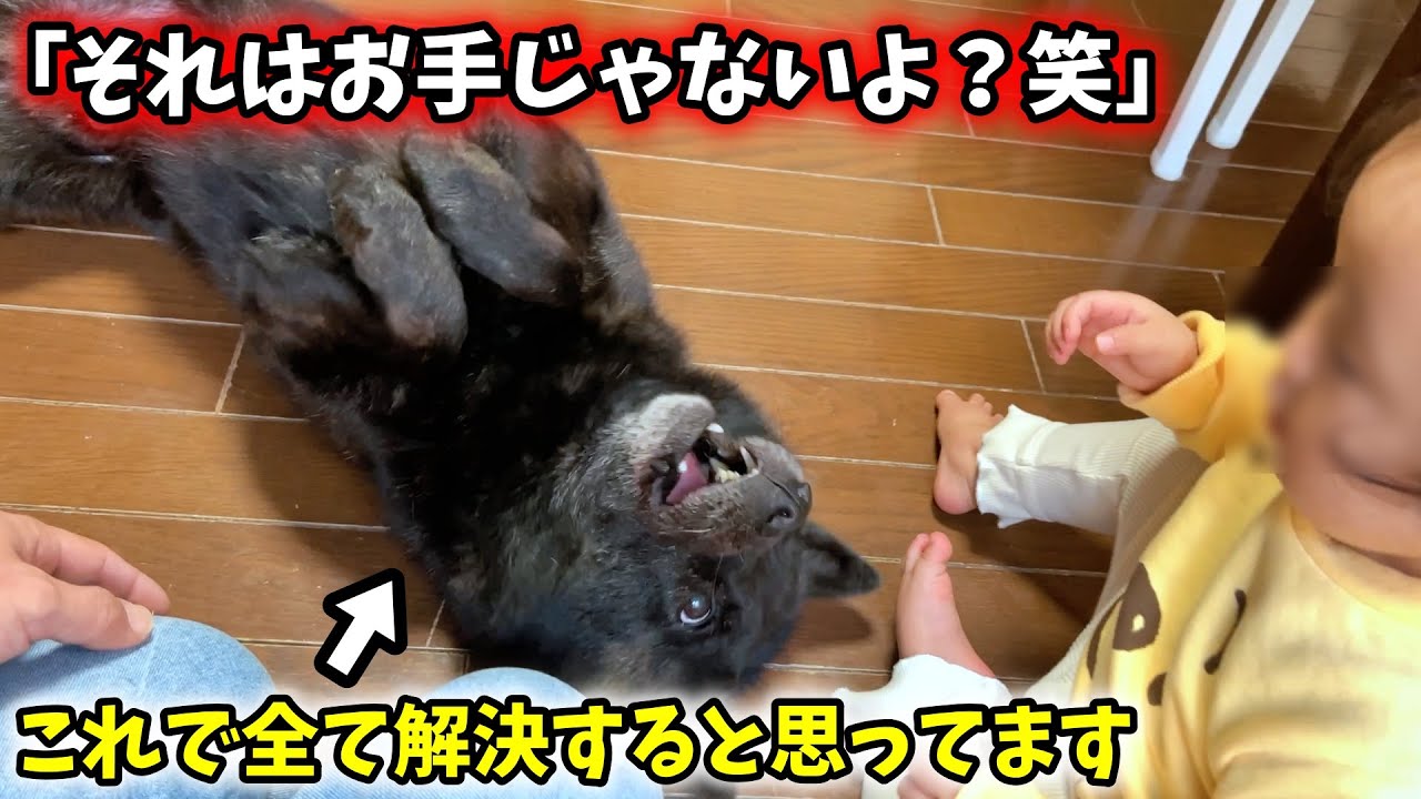 【感情表現が上手すぎる犬】娘と愛犬にお手教えてたら可愛すぎた