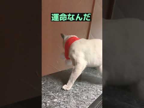 結ばれない運命   #ロシアンブルー #russianblue #子猫