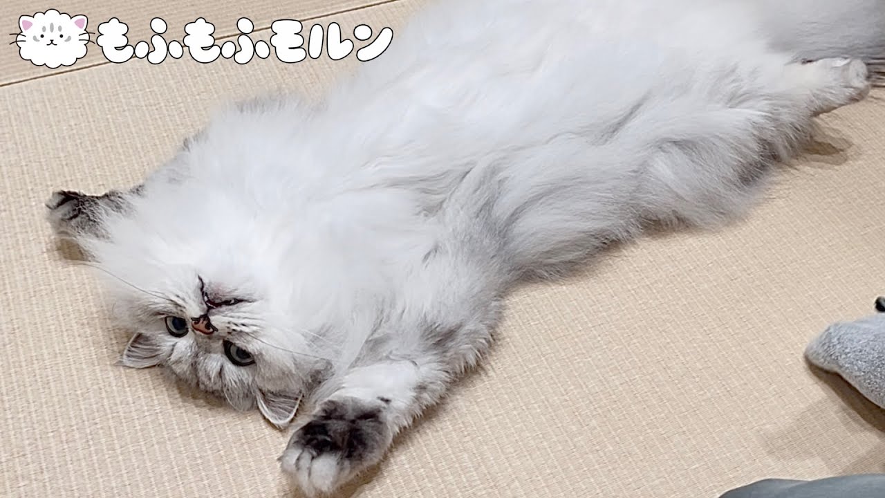 ブラッシングへのこだわりを見せる猫をご覧ください 【サイベリアン】