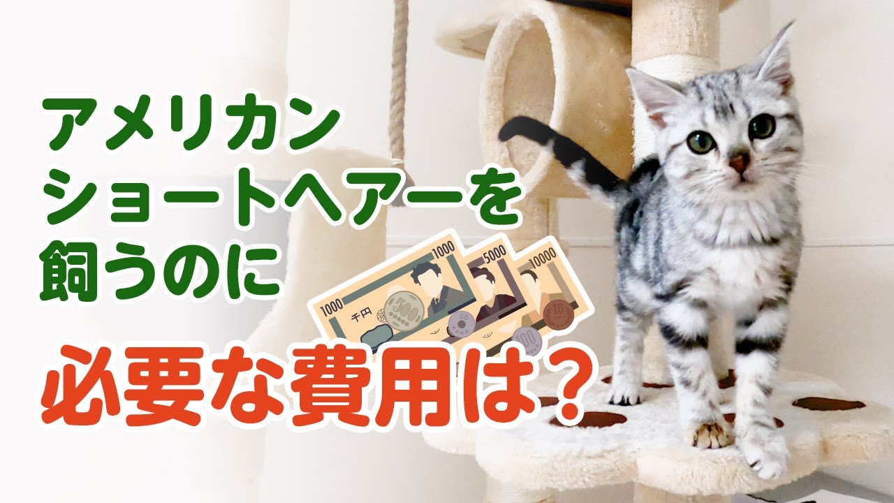 アメリカンショートヘアーを飼うのに必要な費用は？【アメショを１年飼ってみてわかったこと】