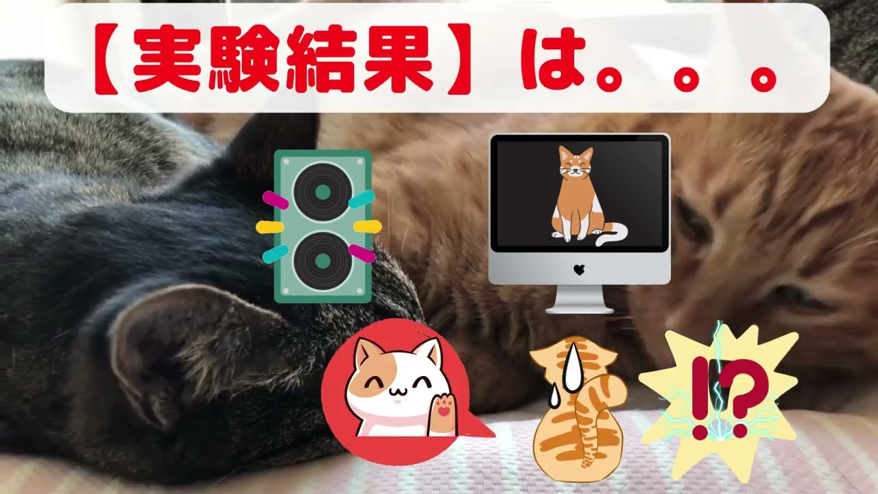 【猫の研究】で新たに証明されました✨【日本猫の3ニャン】