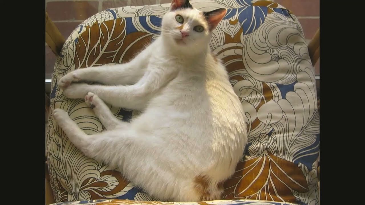 Animalbook CM japanese bobtail1