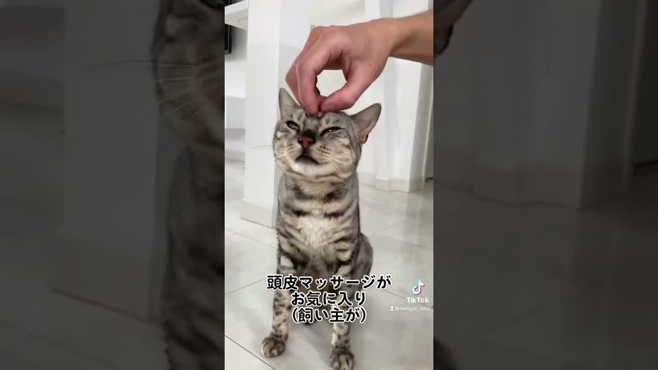 最近コレ気に入ってます（飼い主が）　#shorts #ベンガル猫 #シルバーベンガル #ベッドスパ