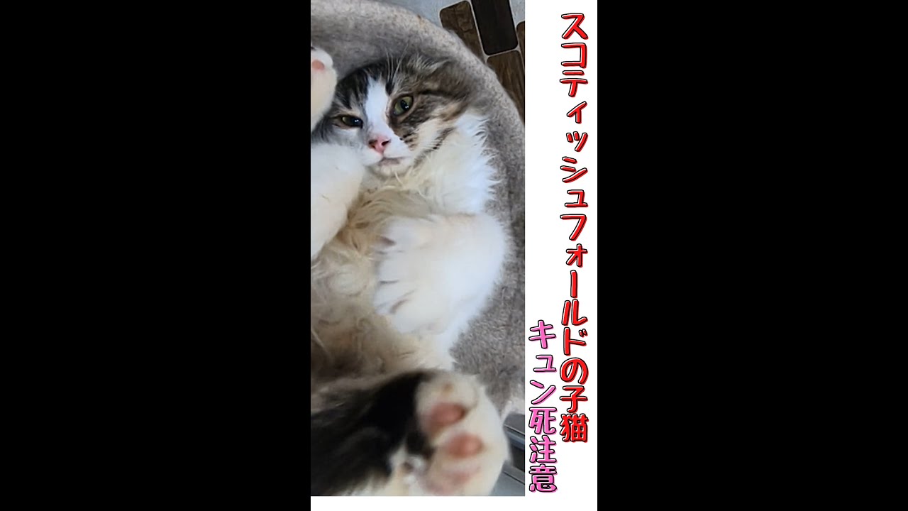 スコティッシュフォールドの子猫が可愛すぎでキュン死注意 Scottish fold kitten　猫の木　＃shorts