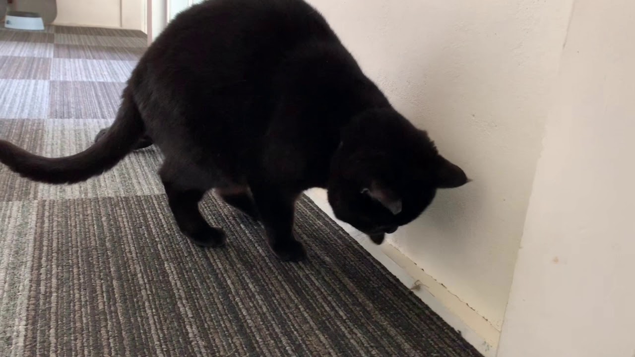 ハンターな猫☆黒猫ボンベイ