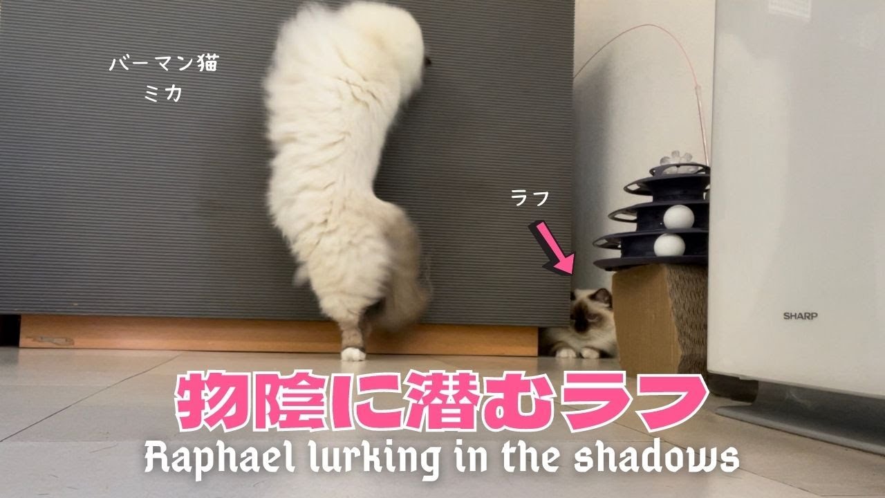 バーマン猫たちの遊び時間【物陰に潜むラフ】Raphael lurking in the shadows（バーマン猫） Birman/Cat