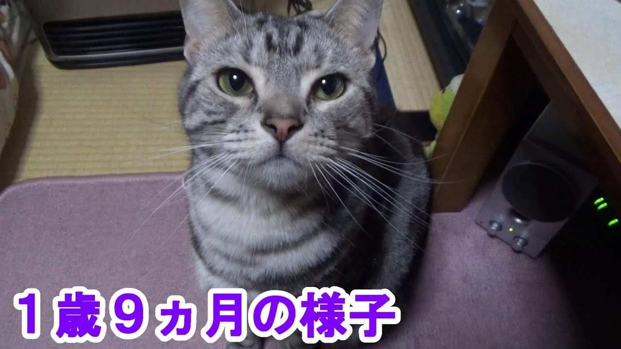 １歳９ヵ月の様子（アメリカンショートヘア）