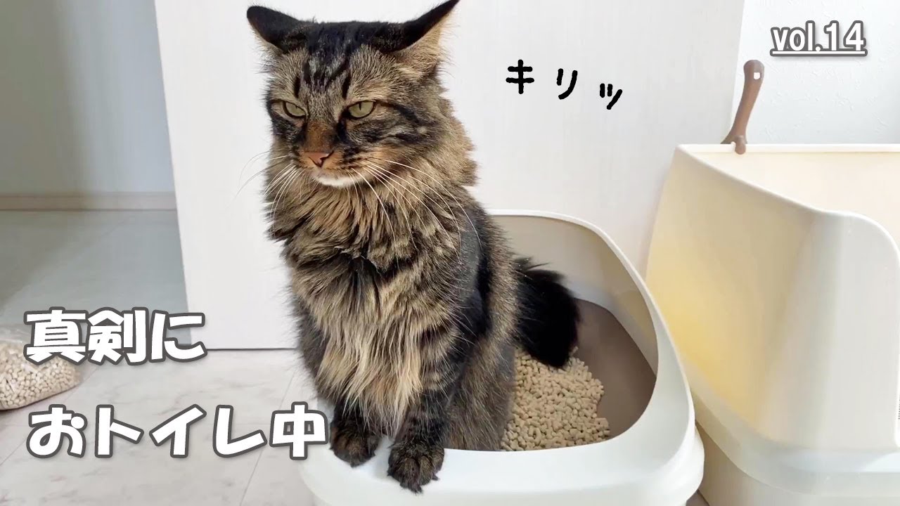 【vol.14】サイベリアンズのトイレ事情♪お掃除の邪魔する猫たちが可愛い！
