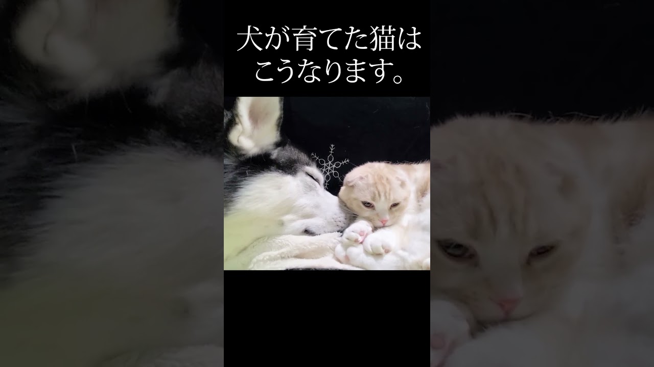 犬が子猫の親になると...#shorts