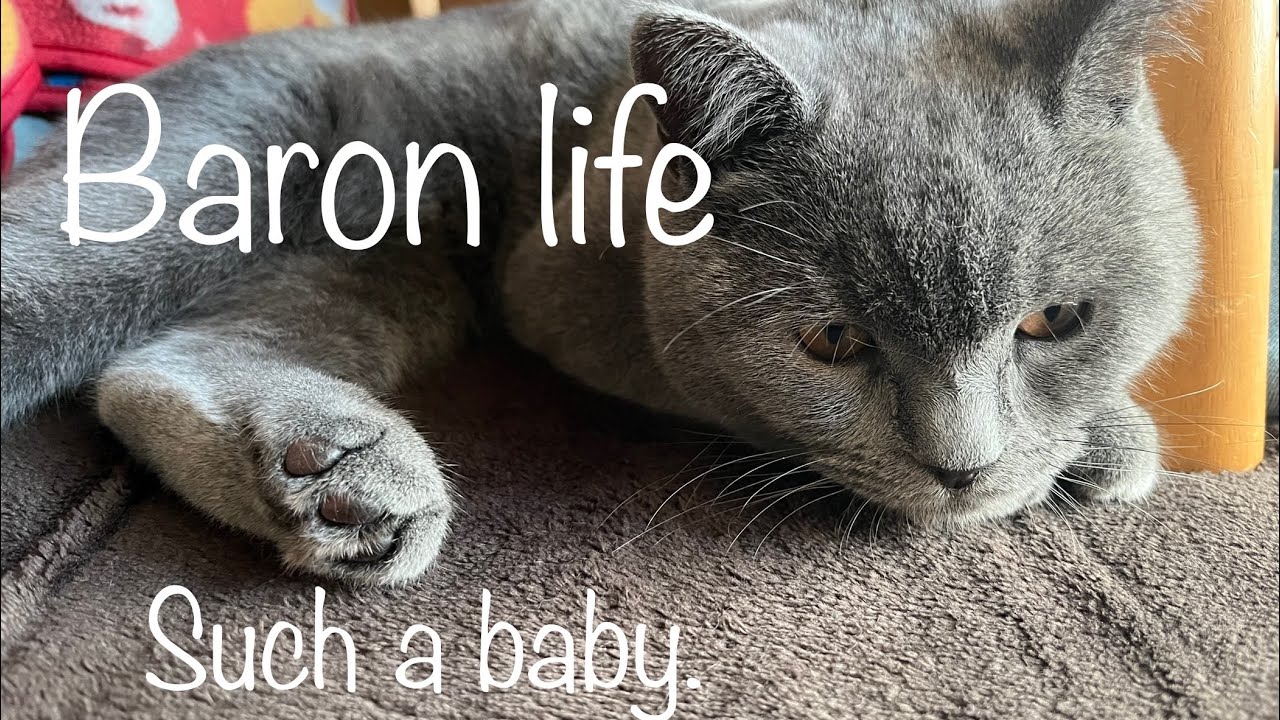 甘えっ子な子猫様【ブリティッシュショートヘア】