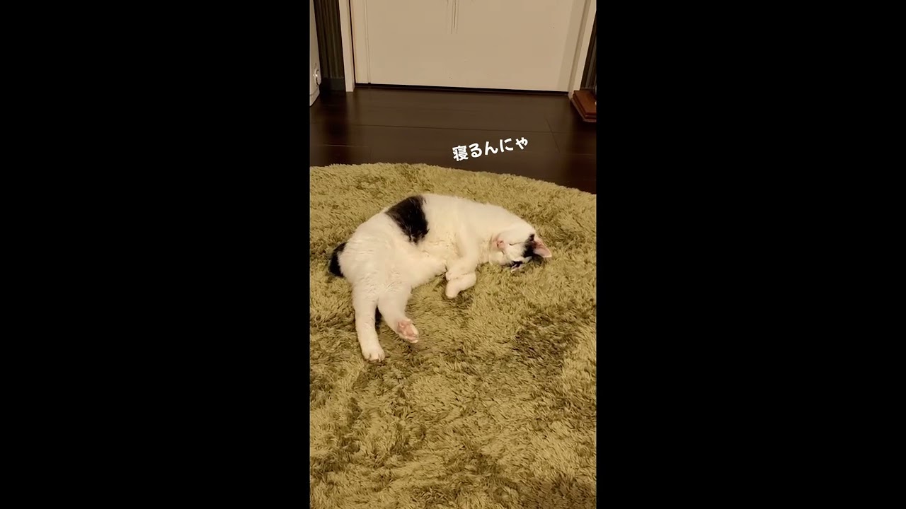 寝るんにゃ#かわいい #ねこ部 #ねこ #せつこ #せっちゃん #ぽんぽんおしっぽせつこちゃん#ジャパニーズボブテイル