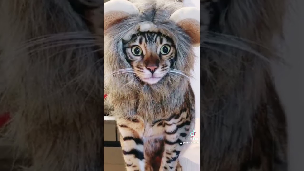 ベンガルキング🦁 #shorts