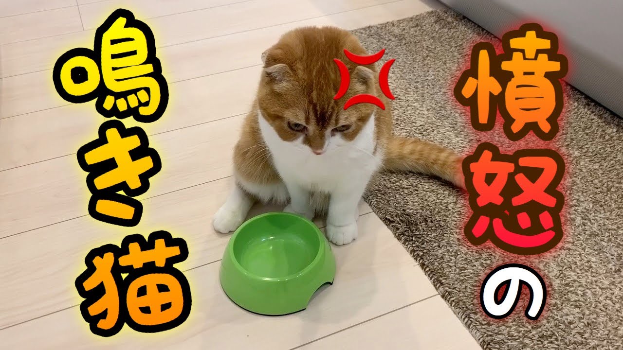 ご飯が無くて、鳴き叫び怒り狂う猫【スコティッシュフォールド】