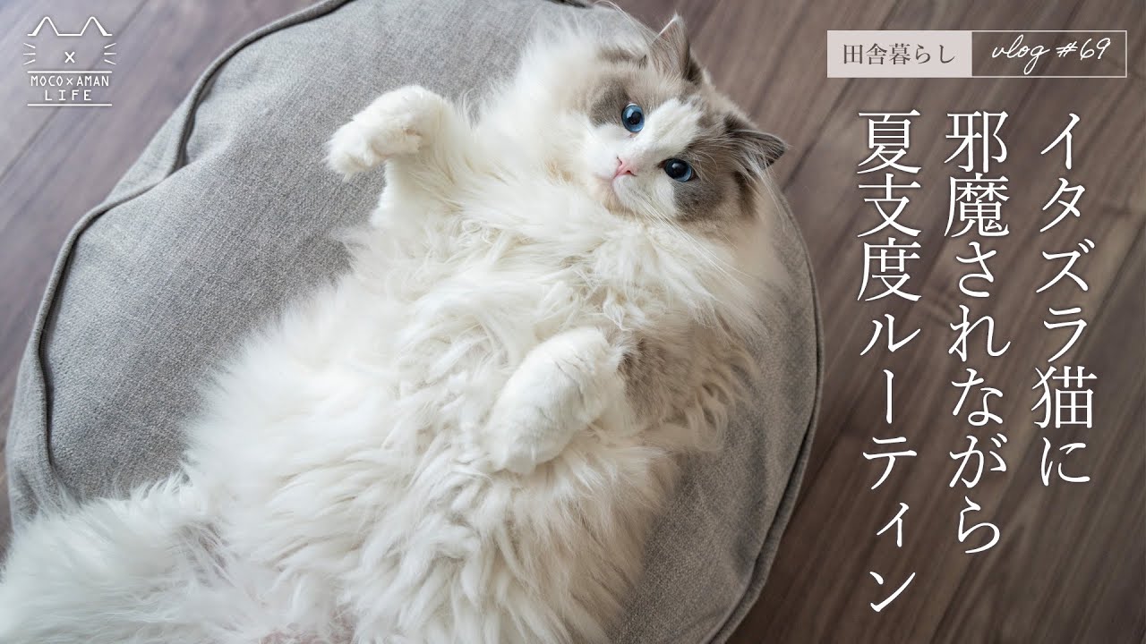 イタズラ猫に邪魔されながら夏支度ルーティン｜ラグドール猫 #69