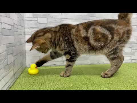 Coo&RIKU　No587190　アメリカンカール