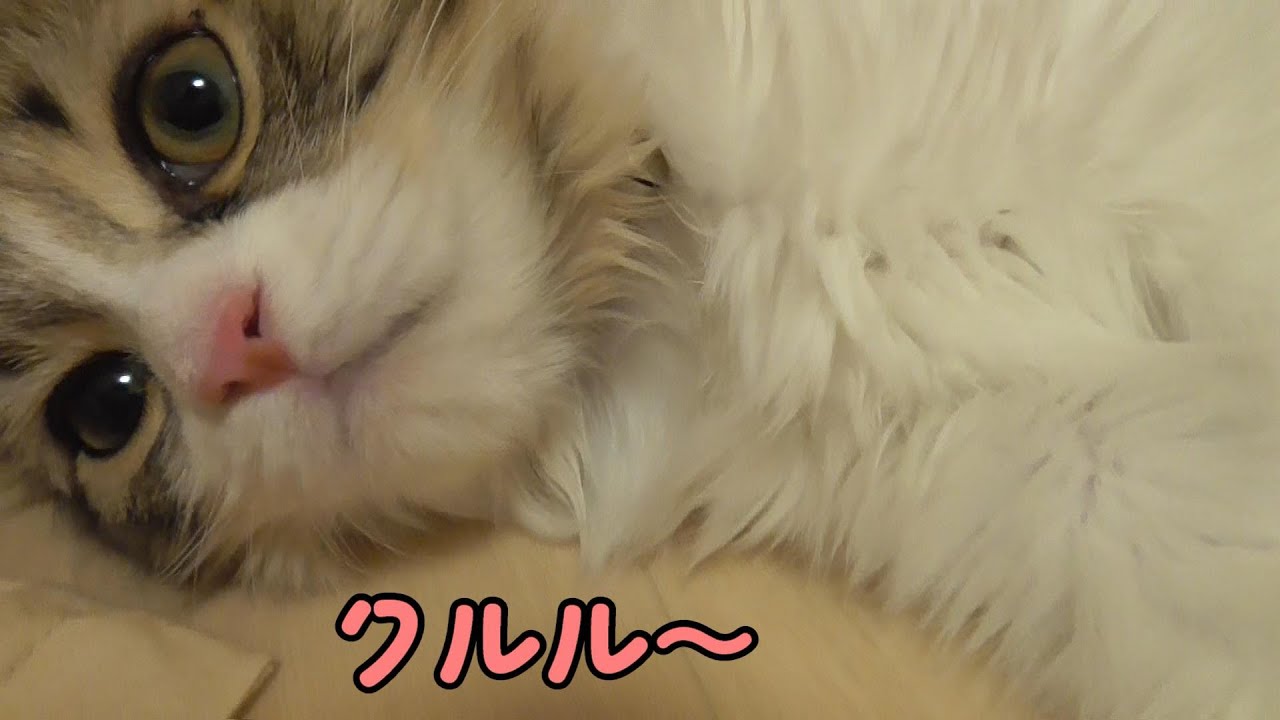 名前を呼ぶとクルルと返事する猫【ラガマフィン】