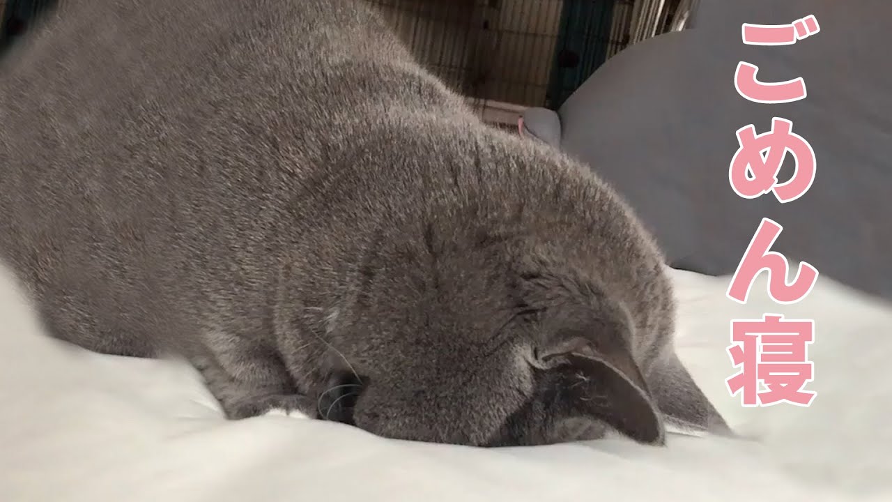 マンチカンおまめさんのごめん寝