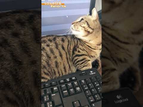 いつも邪魔してくるけど、カワイイから許す　/キンカロー　マンチカン×アメリカンカール　#Shorts