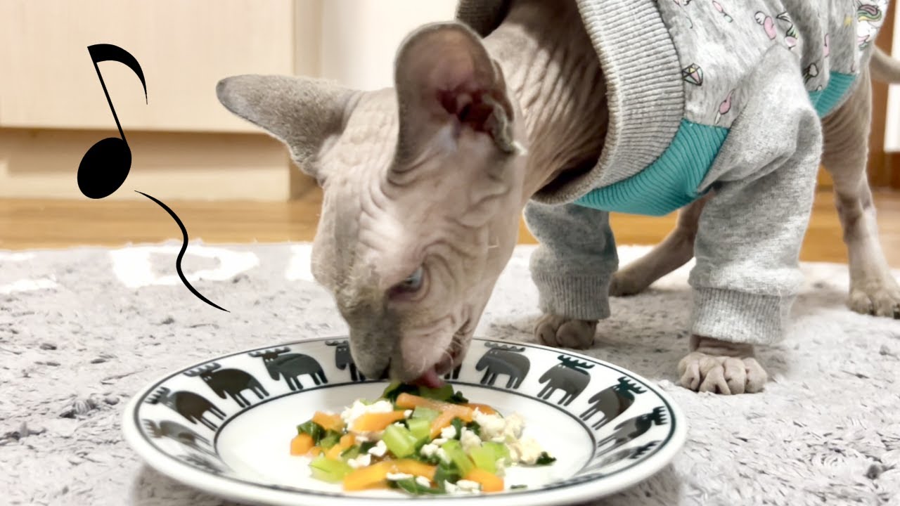 獣医さんお勧め手作り猫ごはんレシピ【ベンガル/スフィンクス猫】