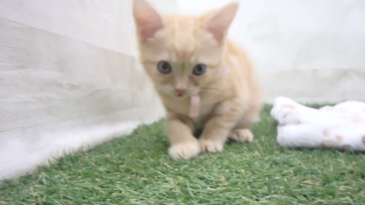 00600068 アメリカンショートヘアー