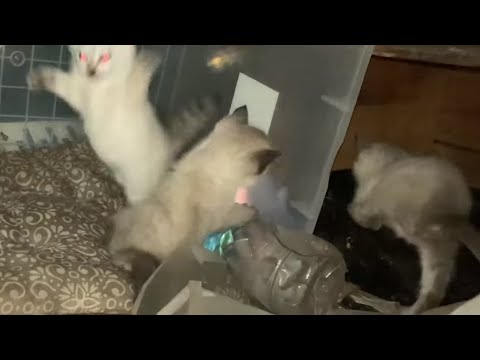 どんどん活発になり暴れまわるシャム猫の子猫たち