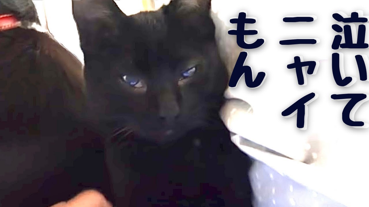 【退院後。家族とご飯食べたら泣いちゃった子猫。】@taipi 【切り抜き】
