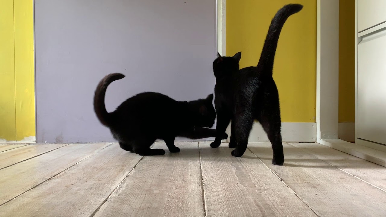 4匹の黒猫ボンベイファミリー☆にぎやかな1日