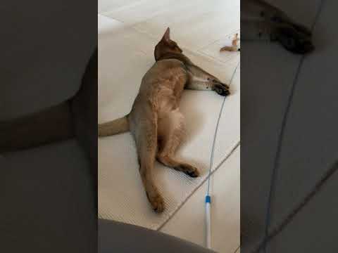 途中からワイルドな遊びになる猫 | アビシニアンの子猫アビー