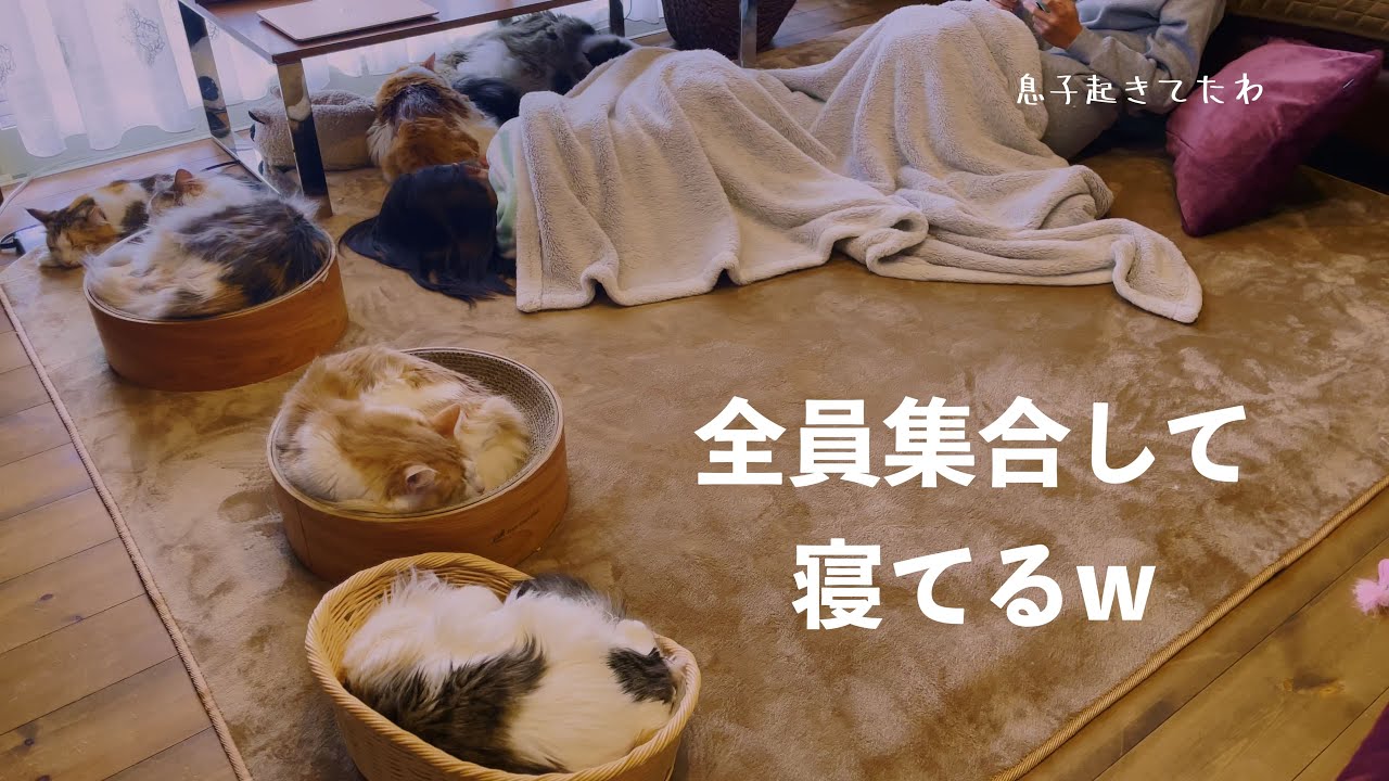 我が家の休日によく見る風景です😴［ノルウェージャンフォレストキャットNorwegian Forest Cat］