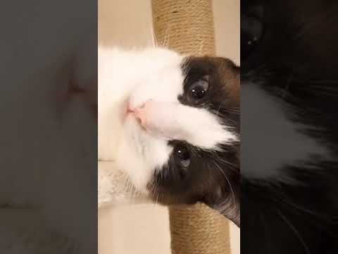 【スノーシュー猫】切ったつもりはない猫 #shorts A cat that I didn't mean to cut