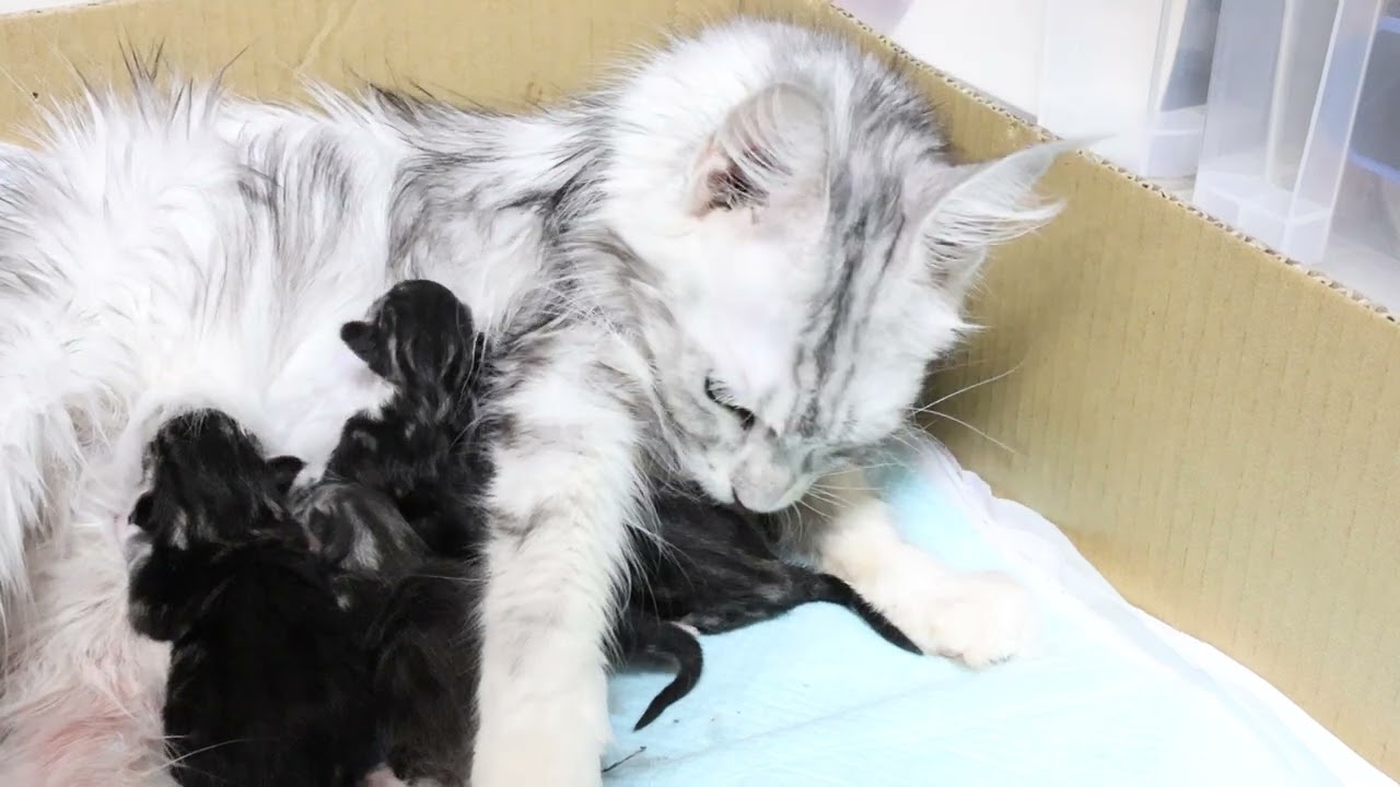 千代さん4頭のメインクーン子猫出産