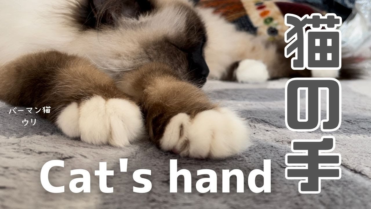 うとうとするバーマン猫ウリ【猫の手】Cat's hand（バーマン猫）Birman/Cat
