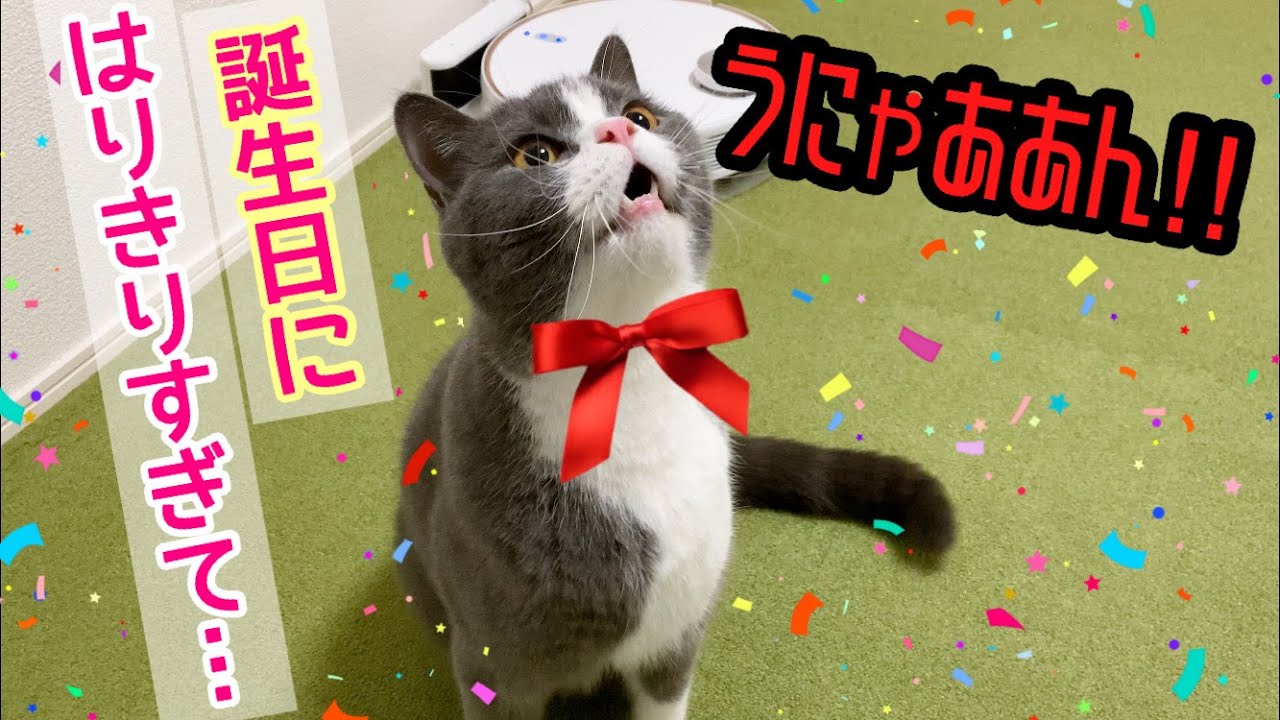 ハチワレブリティッシュショートヘアー2歳の誕生日会