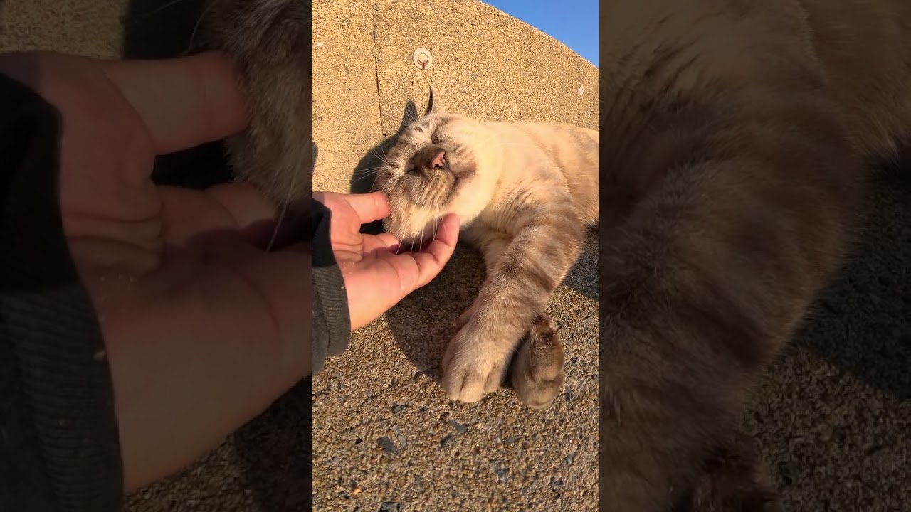 【cat】貫禄があるシャム猫が堤防で夕日を浴びながら寝そべる