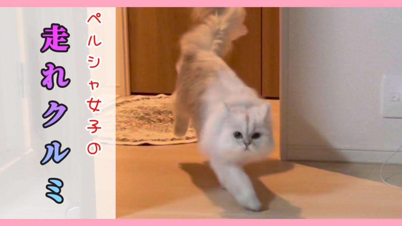 【猫動画】ペルシャ女子の『走れクルミ』