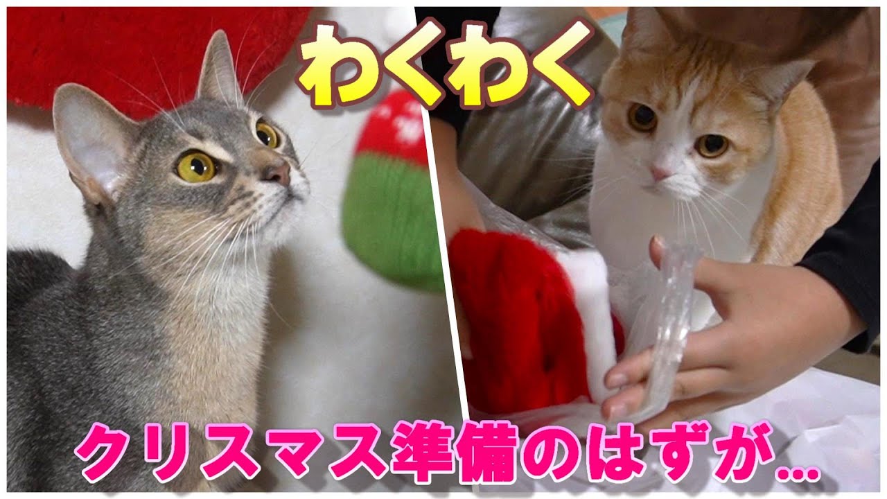 猫と次女のクリスマス準備で理不尽に叱られたパパ【スコティッシュフォールド】【アビシニアン】
