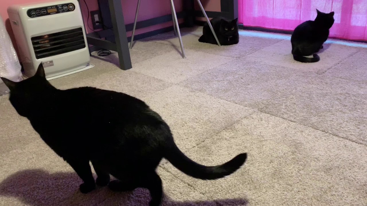 平和な猫達の日常風景☆黒猫ボンベイ