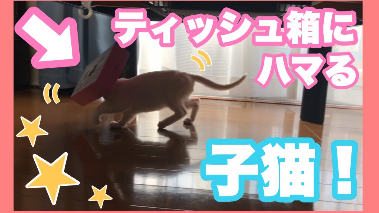 【子猫時代】ティッシュ箱に夢中なトンキニーズ【３ヶ月】