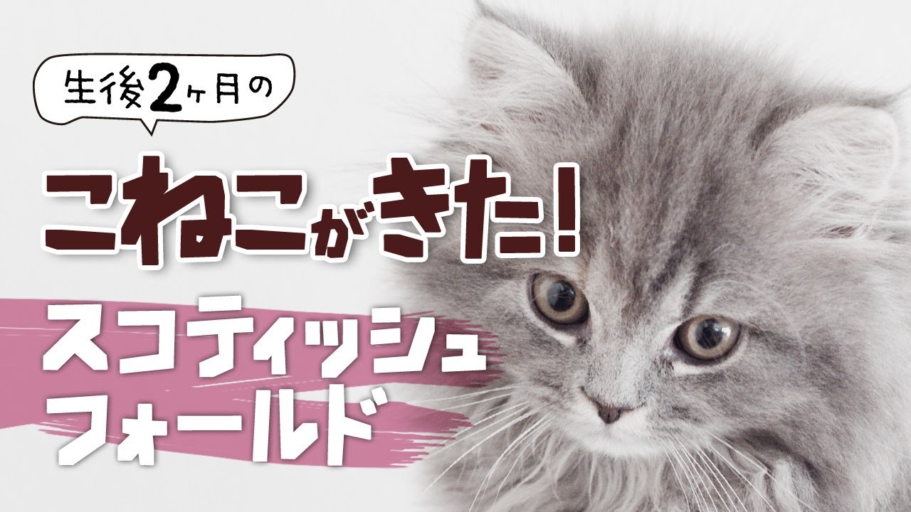 【子猫】がやってきた　赤ちゃんスコティッシュフォールド - ちぇり