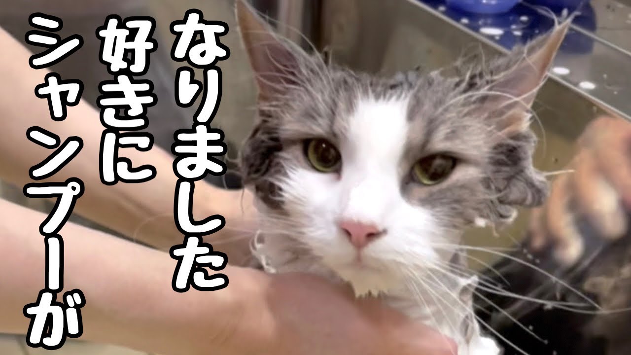 【猫シャンプー】ノルウェージャンフォレストキャットがシャンプー好きに変身した秘密♡