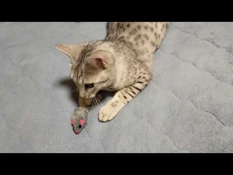 【エジプシャンマウはる】　あたしのおもちゃとねずみたち